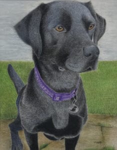 Pet Portrait Commission - Animal Coloured Pencil Portrait
