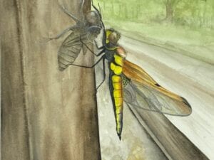Marsh Dragonfly
