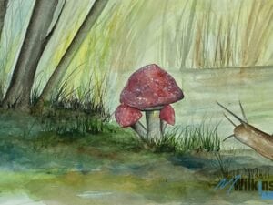 Snail