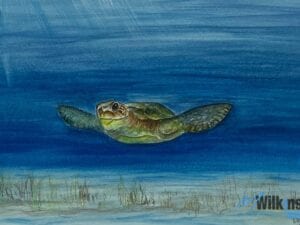 Lone Turtle