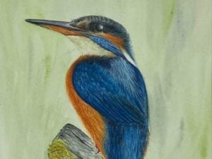 Kingfisher