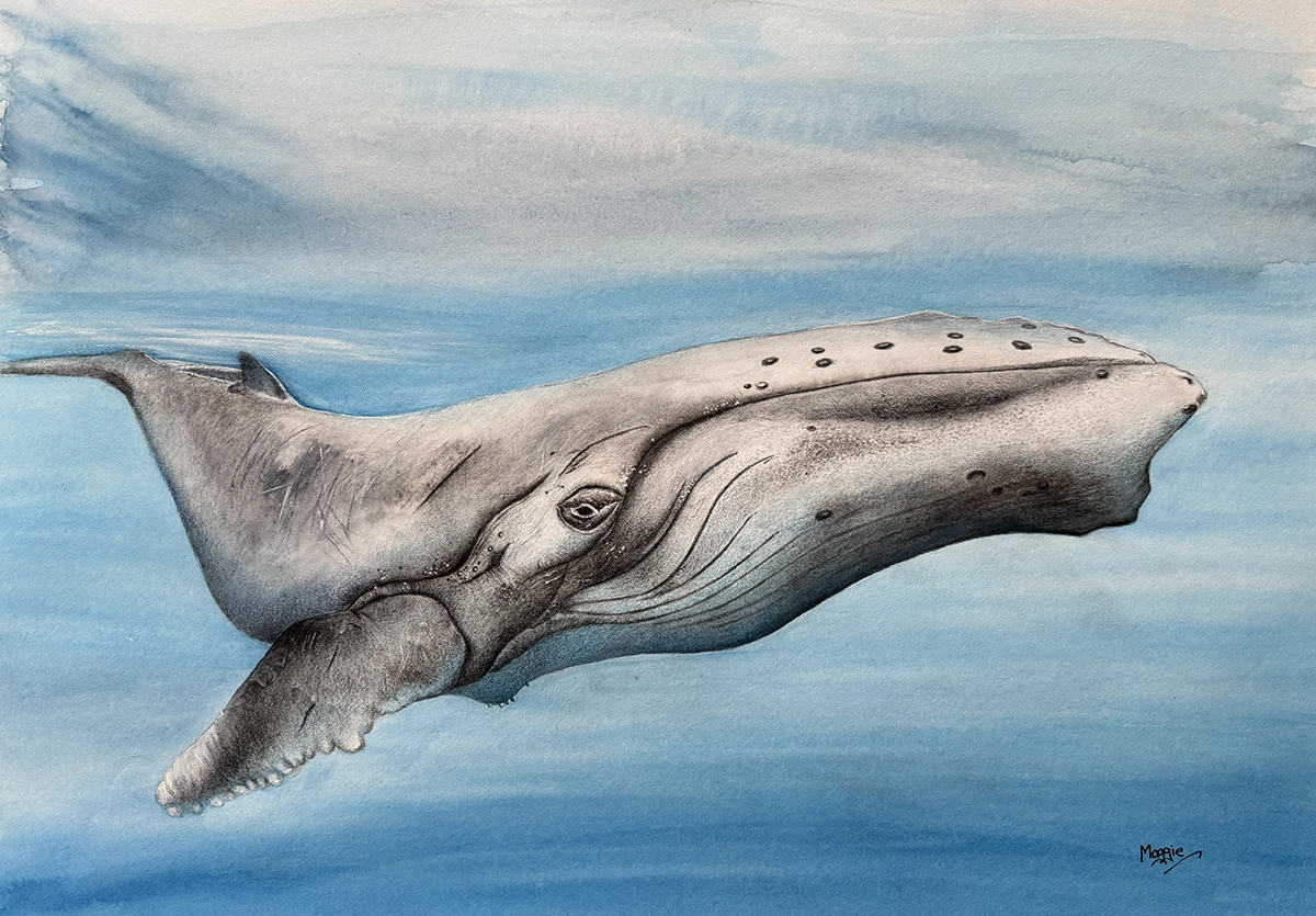 watercolour-blue-whale