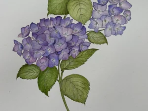 watercolour hydrangea