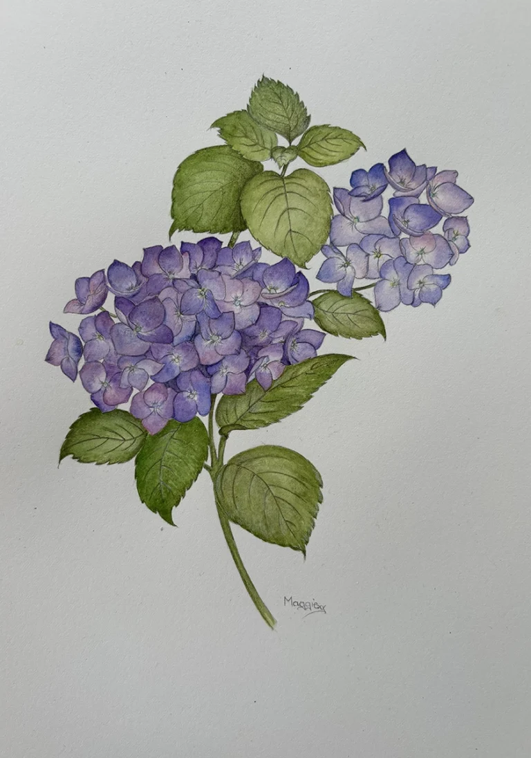 watercolour hydrangea