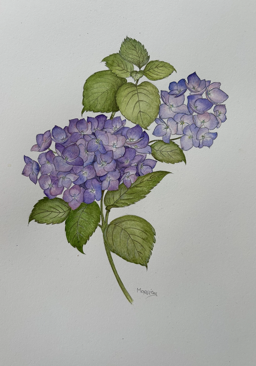 watercolour hydrangea
