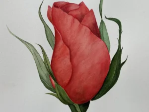 mwilkinson-art-watercolour red rosebud.