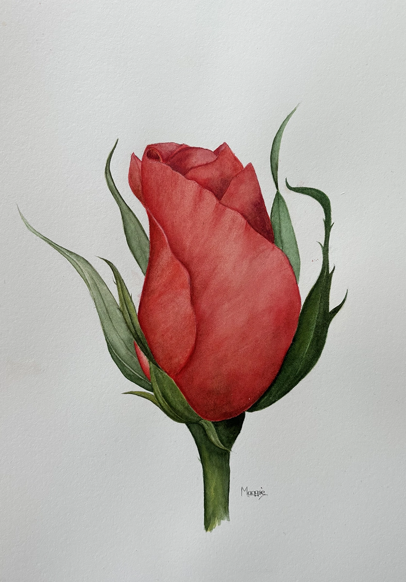 mwilkinson-art-watercolour red rosebud.