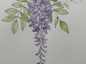 watercolour wisteria