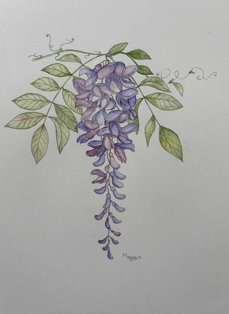 watercolour wisteria