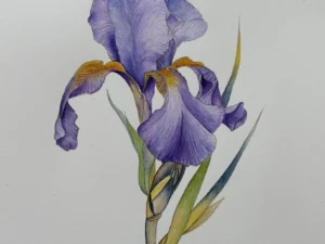Iris